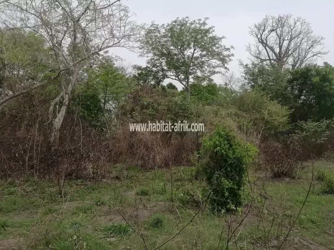 60 HECTARES DE DOMAINES À VENDRE À KPOMASSÈ ATCHAKANMÈ