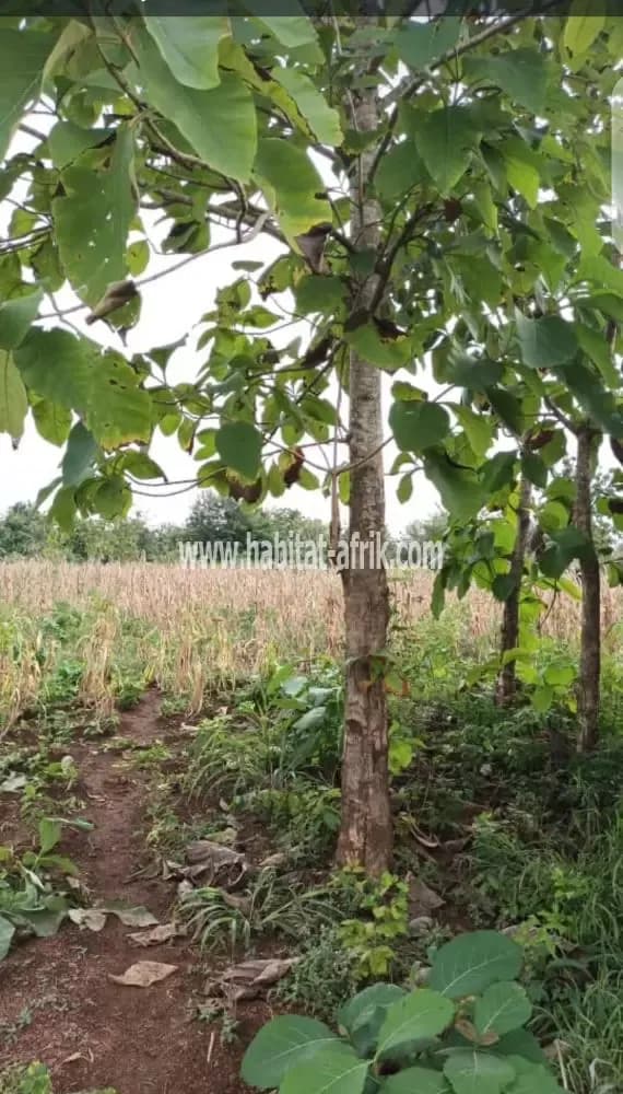 50 hectares a vendre a kétou
