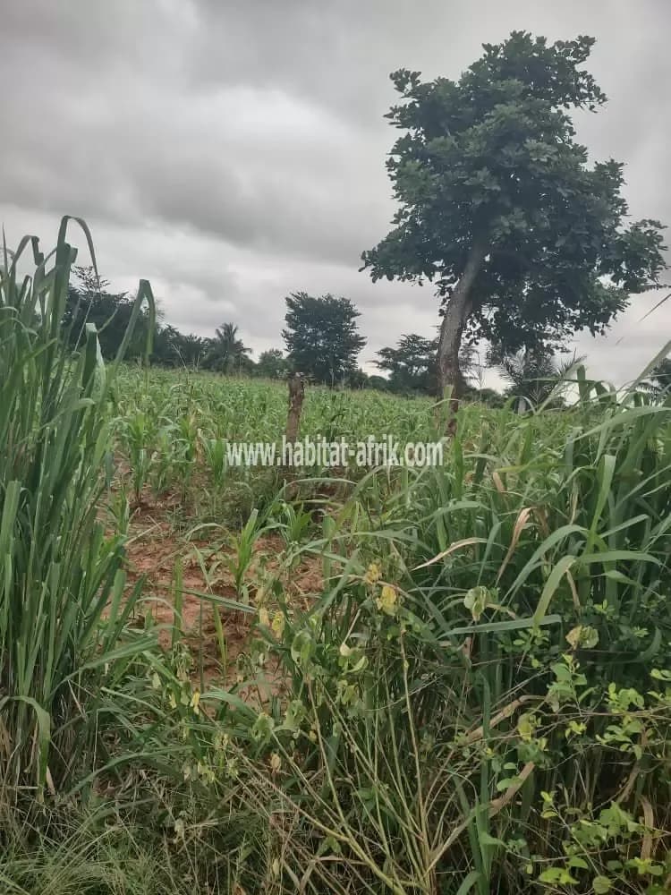Une domaine de 50 lots collé avec titre foncier est mise à vendre en détail à 400m du goudron sanguera lome togo