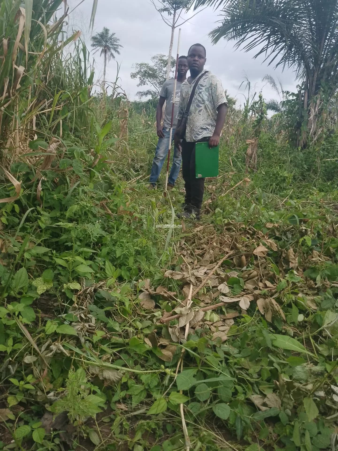 Hectares agricoles