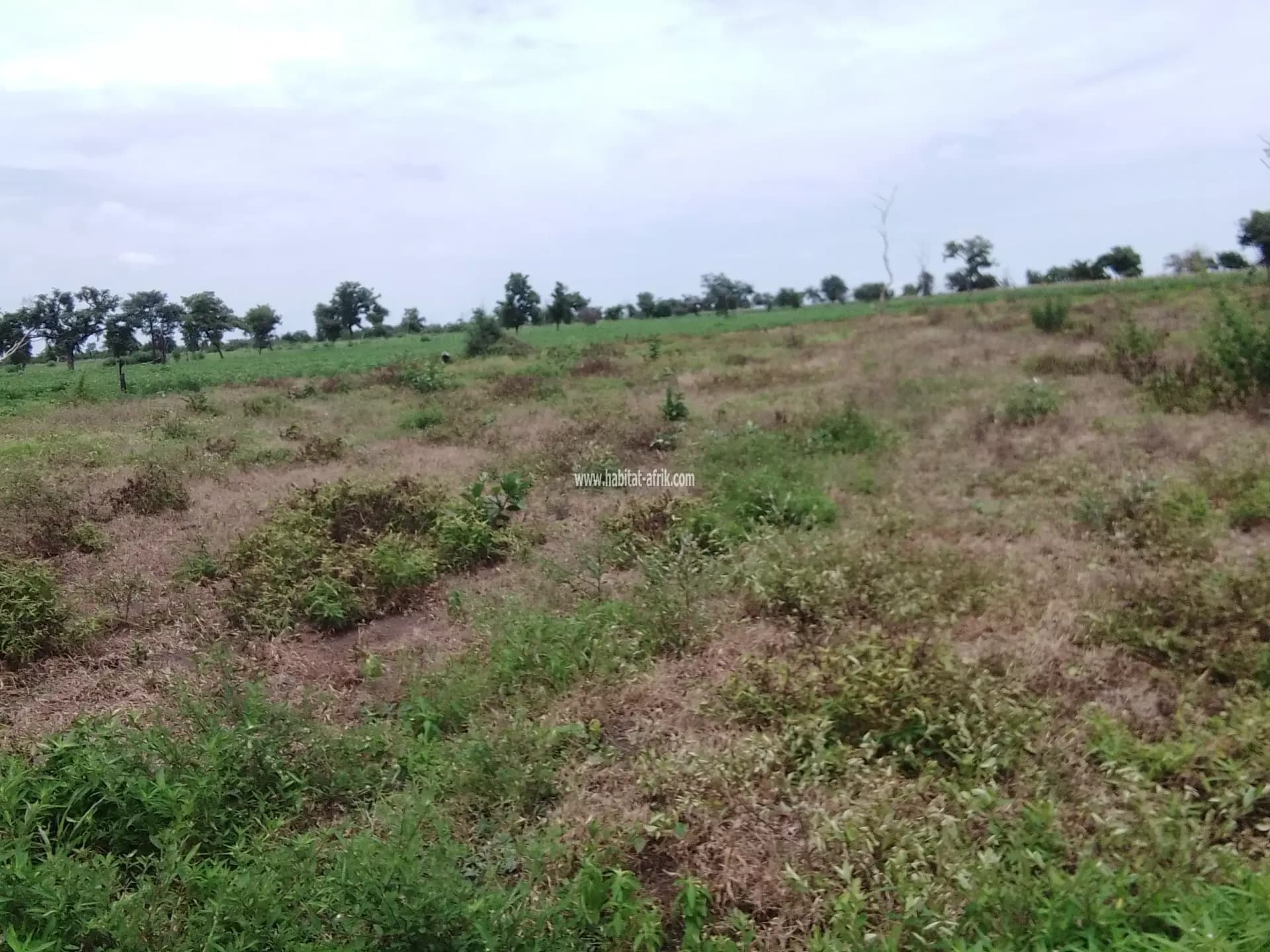 vente de parcelles (hectares)