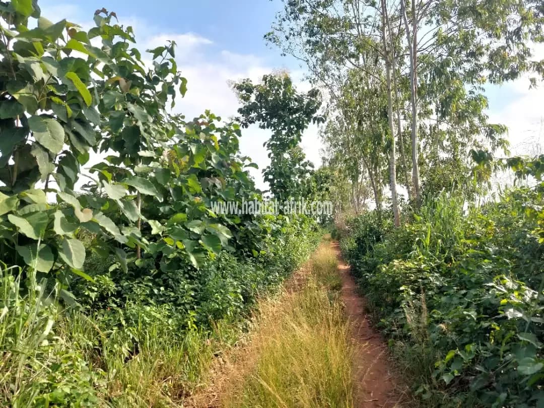 1,5Hectares avec palmiers à huile à vendre à Allada