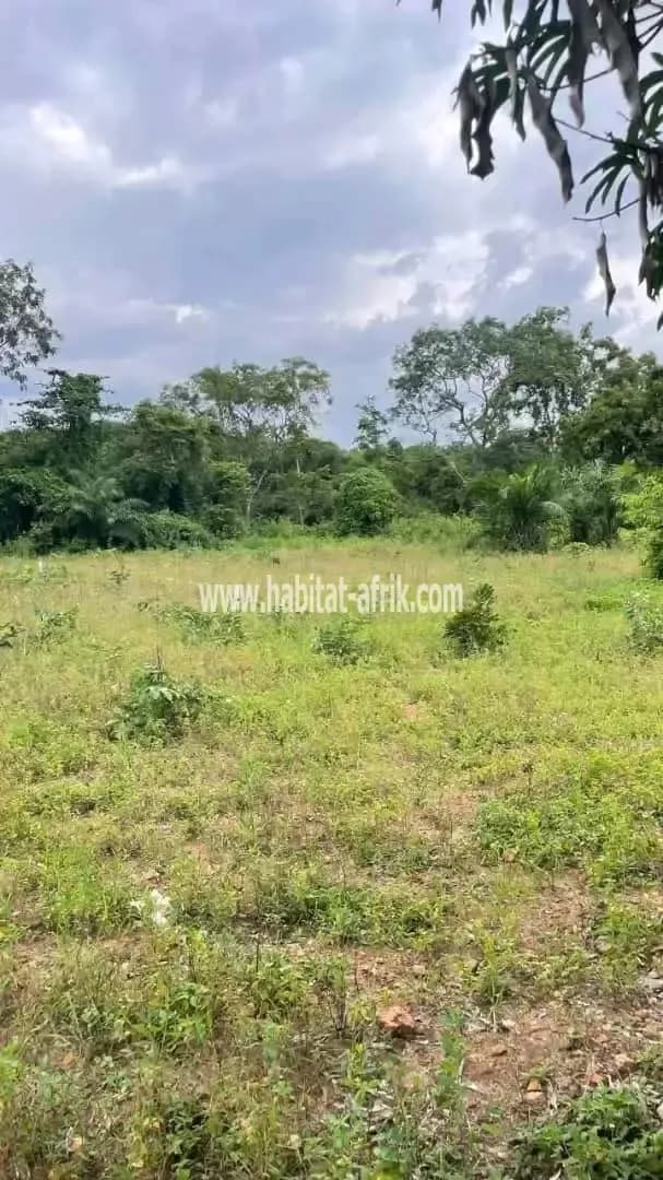 Terrain agricole a vendre situé à 12km du goudron kpele toutou, lieu dit zion nou kpele togo