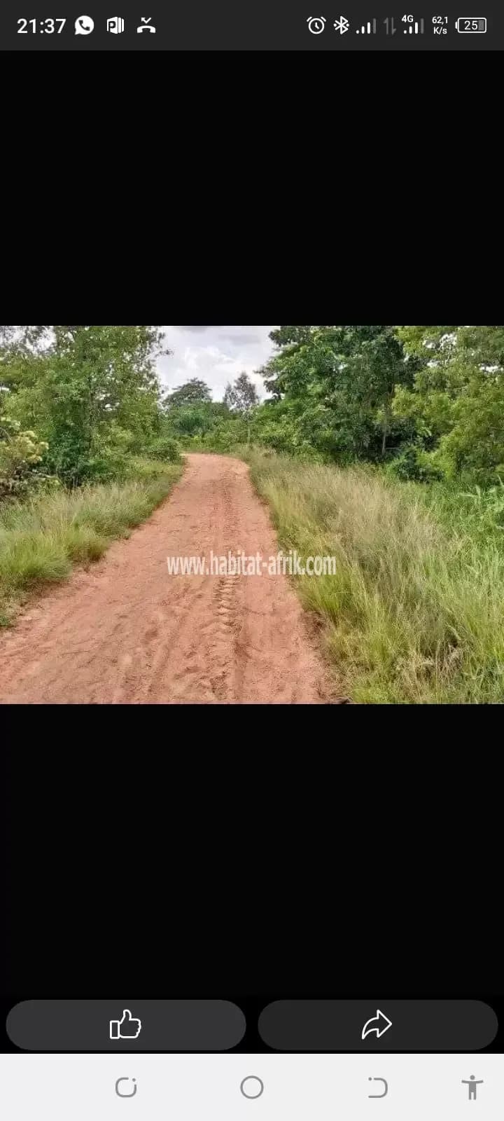 terrain