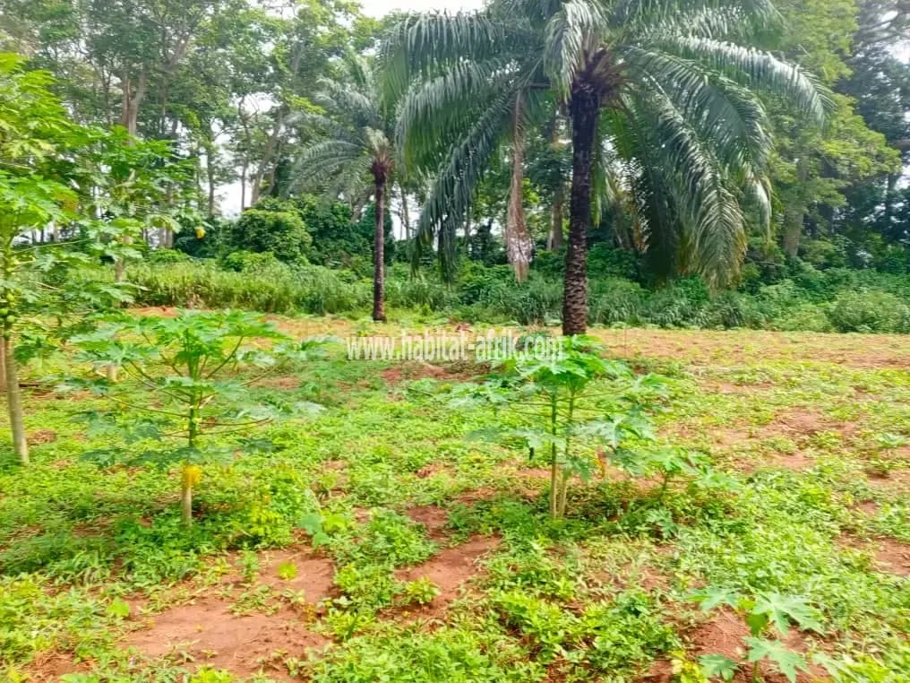 *HECTARE À VENDRE À ALLADA*