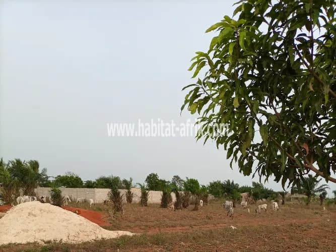 DEMI LOT À AGOÈ ALINKA