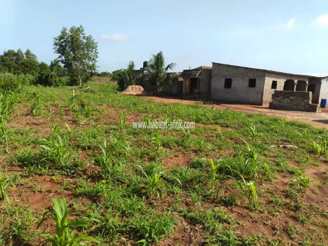 Terrain en vente à Abobo dans la préfecture du zio à 10km du goudron d'aveta à côté du lycée d'abobo